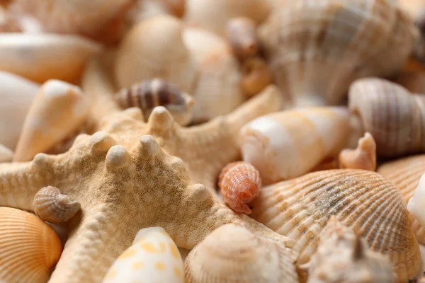 Seesterne Und Schöne Muscheln Als Hintergrund Nahaufnahme — Stockfoto