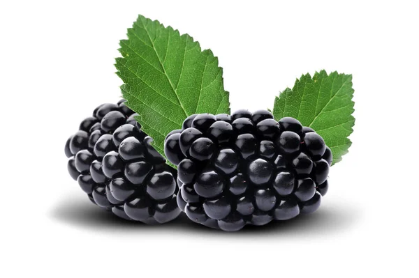 新鲜成熟的黑莓 白色背景 — 图库照片