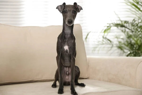 Italian Greyhound dog on sofa at home