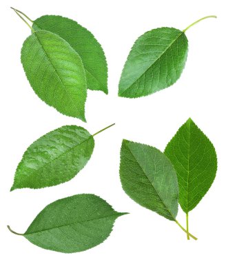 Beyaz arkaplanda yeşil kiraz yaprakları kümesi