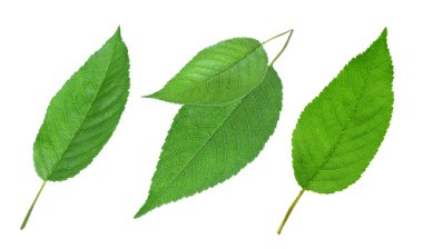 Beyaz arkaplanda yeşil kiraz yaprakları kümesi