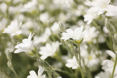 Güzel beyaz çayır köpüğü tarlasının yakın görüntüsü