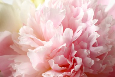 Güzel çiçek açan pembe şakayık arka plan, yakın plan