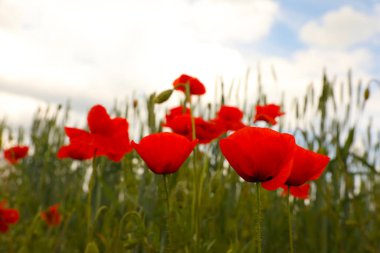 Tarlada yetişen güzel kırmızı gelincik çiçekleri, yakın plan