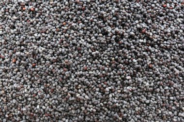 Arkaplan olarak kuru haşhaş tohumları, yakın görünüm