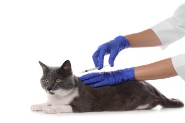 Profesyonel veteriner beyaz arka planda sevimli kedi aşısı, yakın plan.