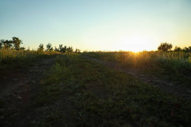 Gün doğumunda güzel bir tarla. Sabahın erken saatlerinde