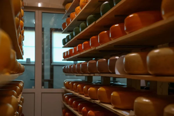 Fresh Cheese Heads Rack Factory Warehouse — Stock Photo, Image