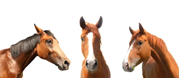 Beaux Chevaux Compagnie Sur Fond Blanc Vue Rapprochée — Photo