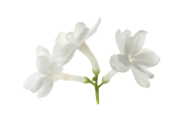 Güzel Taze Leylak Çiçeği Bembeyaz — Stok fotoğraf