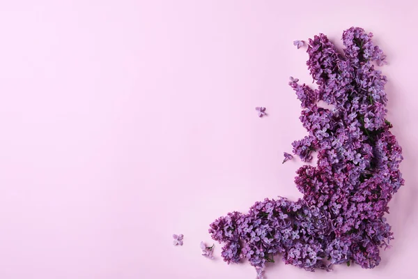 Hermosa Flor Lila Sobre Fondo Violeta Vista Superior Espacio Para:  fotografía de stock © NewAfrica #389801054 | Depositphotos