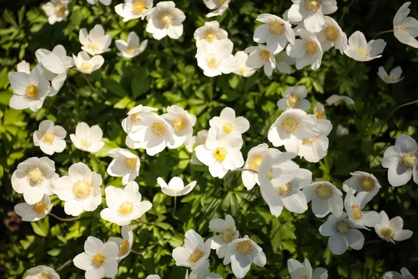 Mooie Bloeiende Japanse Anemoon Bloemen Buiten Lentedag Bovenaanzicht — Stockfoto