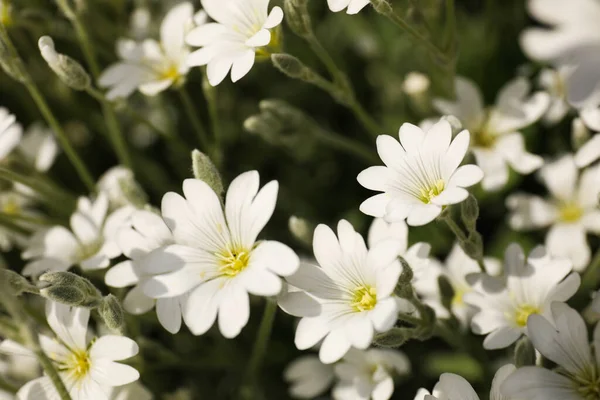 Closeup View Beautiful White Meadowfoam Field — Stock Photo, Image