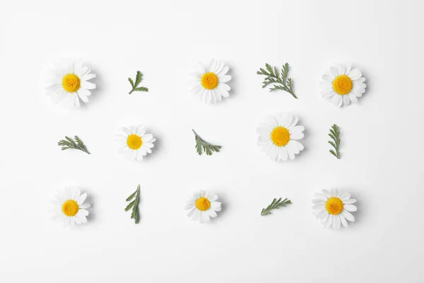 Composición Plana Con Manzanillas Frescas Sobre Fondo Blanco — Foto de Stock