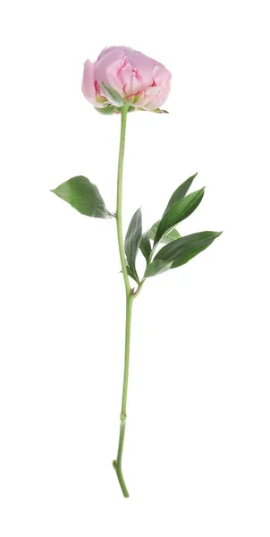 Hermosa Flor Peonía Rosa Aislada Blanco — Foto de Stock