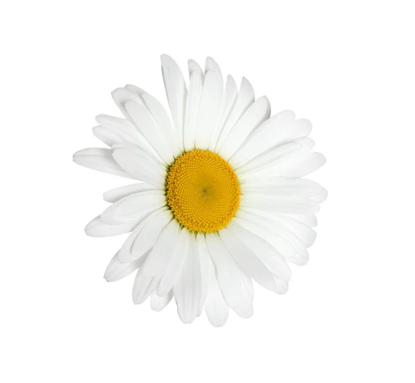 Bellissimo Fiore Profumato Camomilla Isolato Bianco — Foto Stock