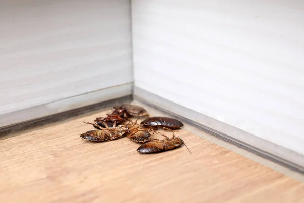 隅の木製の床の上にゴキブリ 閉じます 害虫駆除 — ストック写真