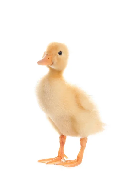 Cute Fluffy Baby Duckling White Background — Stock Photo, Image