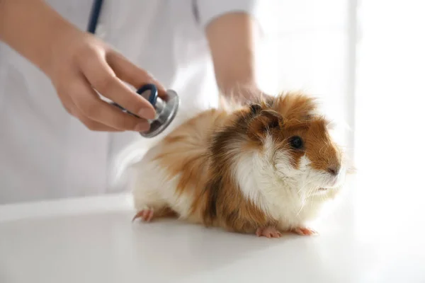 Vrouwelijke Dierenarts Onderzoek Cavia Kliniek Close — Stockfoto