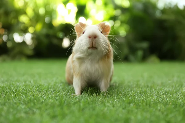 Niedliches Meerschweinchen Auf Grünem Gras Park — Stockfoto