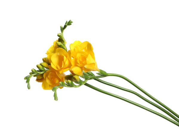 Beautiful Yellow Freesia Flowers White Background — Stock Photo, Image