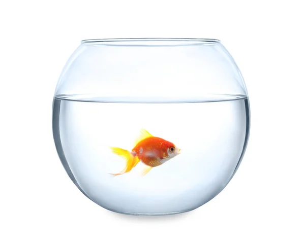 Красива Яскрава Маленька Золота Рибка Круглому Скляному Акваріумі Ізольована Білому — стокове фото