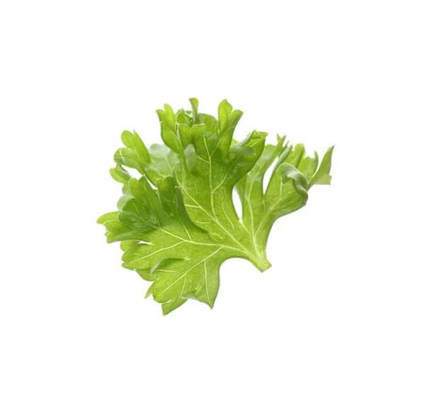 Fresh Green Curly Parsley White Background — Stock Photo, Image