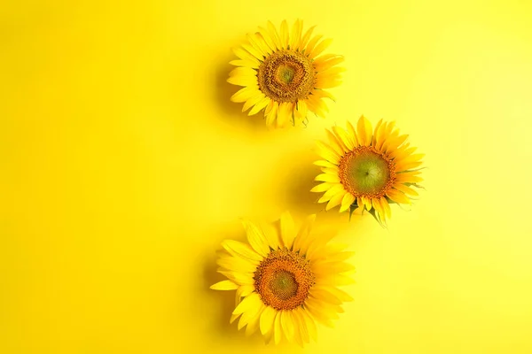 Belos Girassóis Brilhantes Fundo Amarelo Flat Lay Espaço Para Texto — Fotografia de Stock