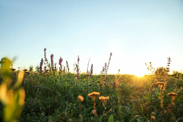 Vackra Vilda Blommor Fält Vid Soluppgången Tidig Morgon Landskap — Stockfoto