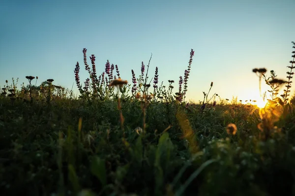 Vackra Vilda Blommor Fält Vid Soluppgången Tidig Morgon Landskap — Stockfoto