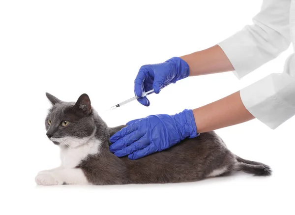 Professionele Dierenarts Vaccineren Schattige Kat Witte Achtergrond Close Stockfoto