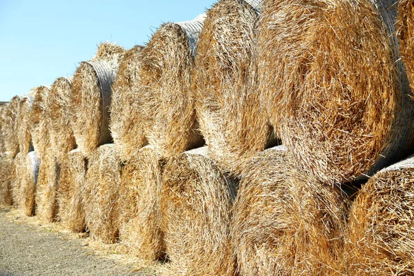 Many Hay Blocks Outdoors Sunny Day Stock Image