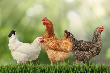 Açık yeşil çimlerde güzel tavuklar. 
