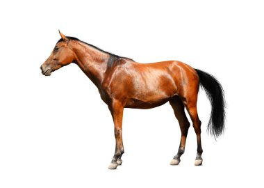 Bay Horse beyaz arka planda duruyor. Güzel hayvan.