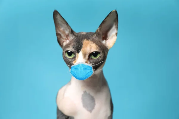 Cute sphynx cat in medical mask on blue background. Virus protection for animal