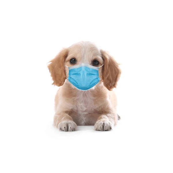 Lindo Inglés Cocker Spaniel Cachorro Máscara Médica Sobre Fondo Blanco — Foto de Stock