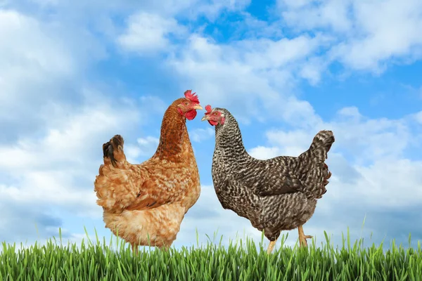 Piękne Kurczaki Świeżej Zielonej Trawie Świeżym Powietrzu — Zdjęcie stockowe