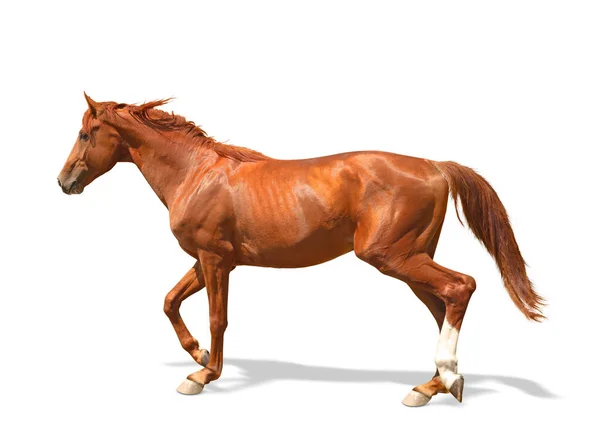 栗色的马在白色的背景上行走 漂亮的宠物 — 图库照片