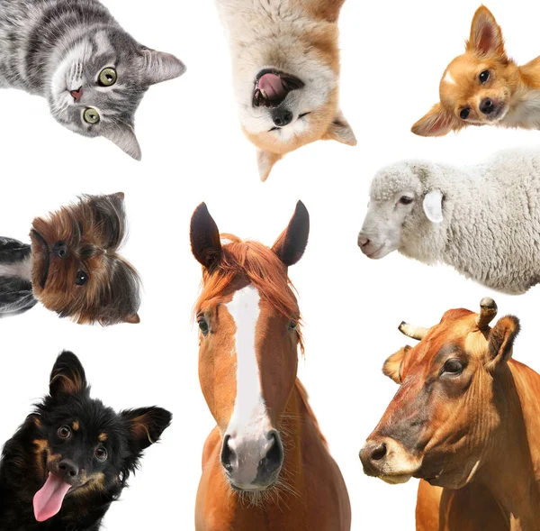 Colagem Com Cavalo Outros Animais Estimação Fundo Branco — Fotografia de Stock