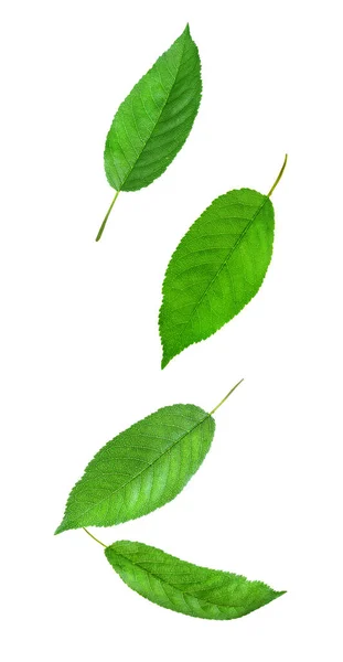 Zielone Liście Wiśni Spadające Białe Tło — Zdjęcie stockowe