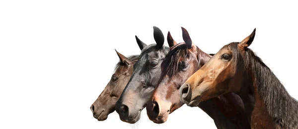 Vackra Sällskapsdjur Hästar Vit Bakgrund Närbild Banderolldesign — Stockfoto