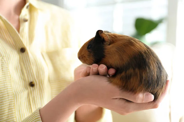 Mujer Sosteniendo Lindo Pequeño Conejillo Indias Interior Primer Plano —  Fotos de Stock