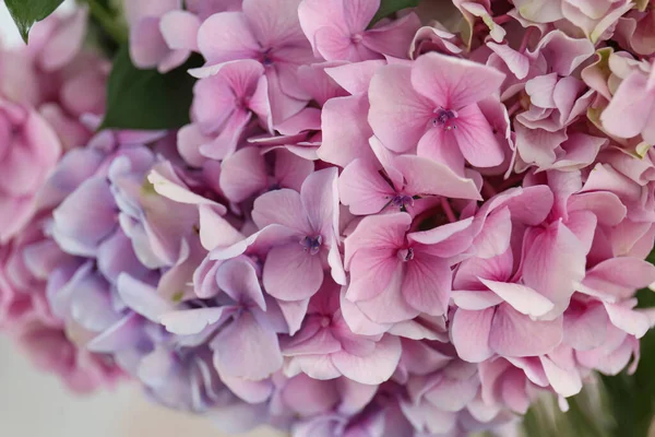 Vackra Färska Hortensia Blommor Närbild Inredning — Stockfoto