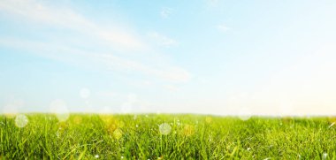 Güneşli bir günde açık havada yemyeşil çimenler. Pankart tasarımı