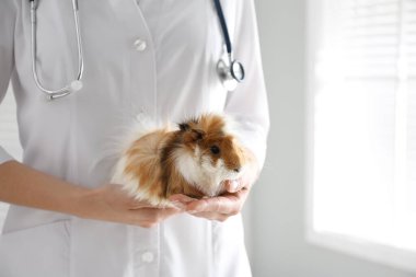 Klinikte deney yapan kadın veteriner, yakın plan.