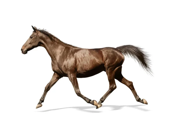 Cavalo Baía Escura Correndo Sobre Fundo Branco Belo Animal Estimação — Fotografia de Stock
