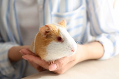 Woman holding cute small guinea pig indoors, closeup clipart