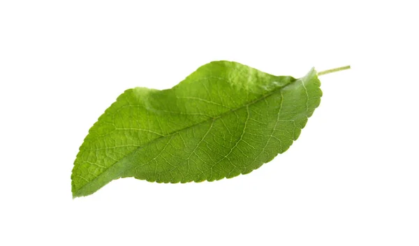 Grünes Blatt Des Apfelbaums Isoliert Auf Weißem Grund — Stockfoto