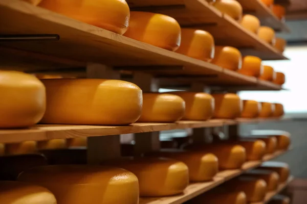 Fresh Cheese Heads Rack Factory Warehouse — Stock Photo, Image