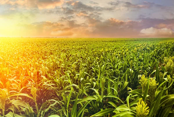 Groene Maïs Planten Groeien Het Veld Ruimte Voor Tekst Biologische — Stockfoto